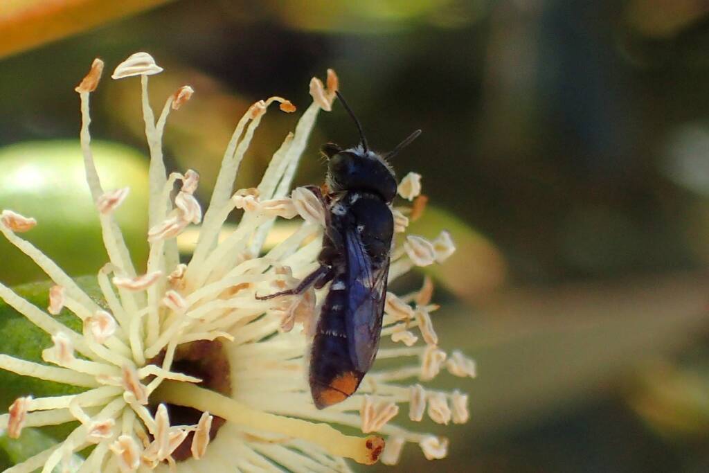 Megachile (Eutricharaea) macularis, Geraldton, Midwest WA © Gary Taylor