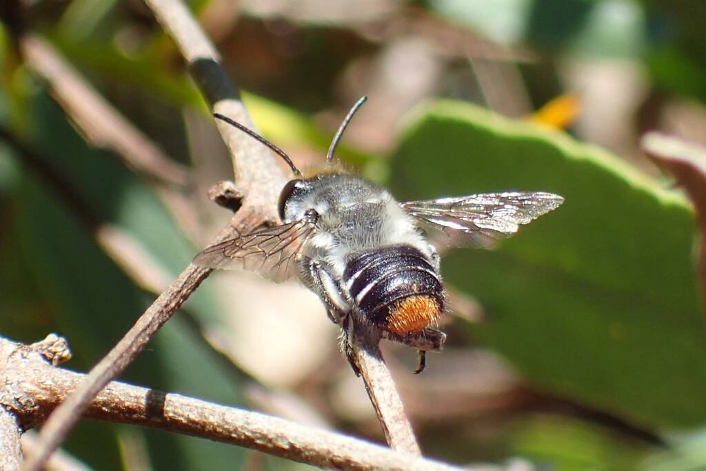 Megachile oblonga, Geraldton, Midwest WA © Gary Taylor