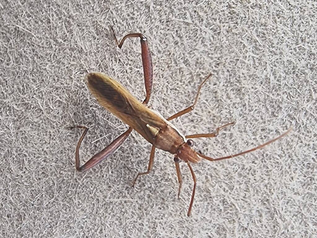 Podsucking Bug / Brown Bean Bug (Melanacanthus scutellaris), Alice Springs Desert Park NT