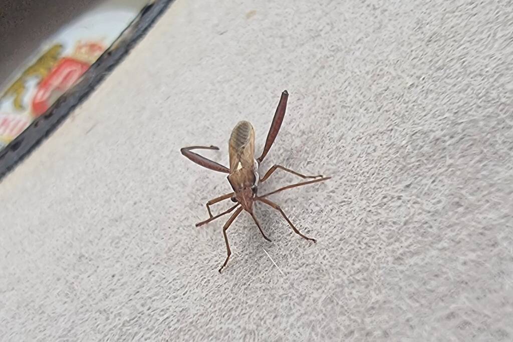 Podsucking Bug / Brown Bean Bug (Melanacanthus scutellaris), Alice Springs Desert Park NT