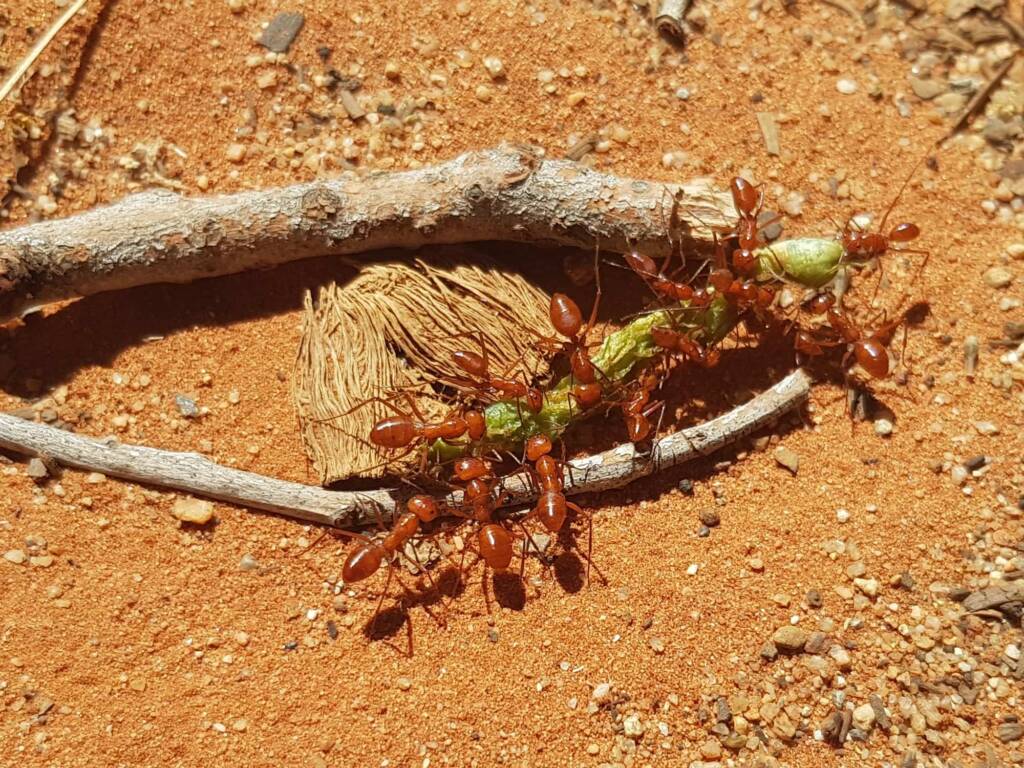 Red Honey Ant (Melophorus bagoti), Alice Springs Desert Park NT
