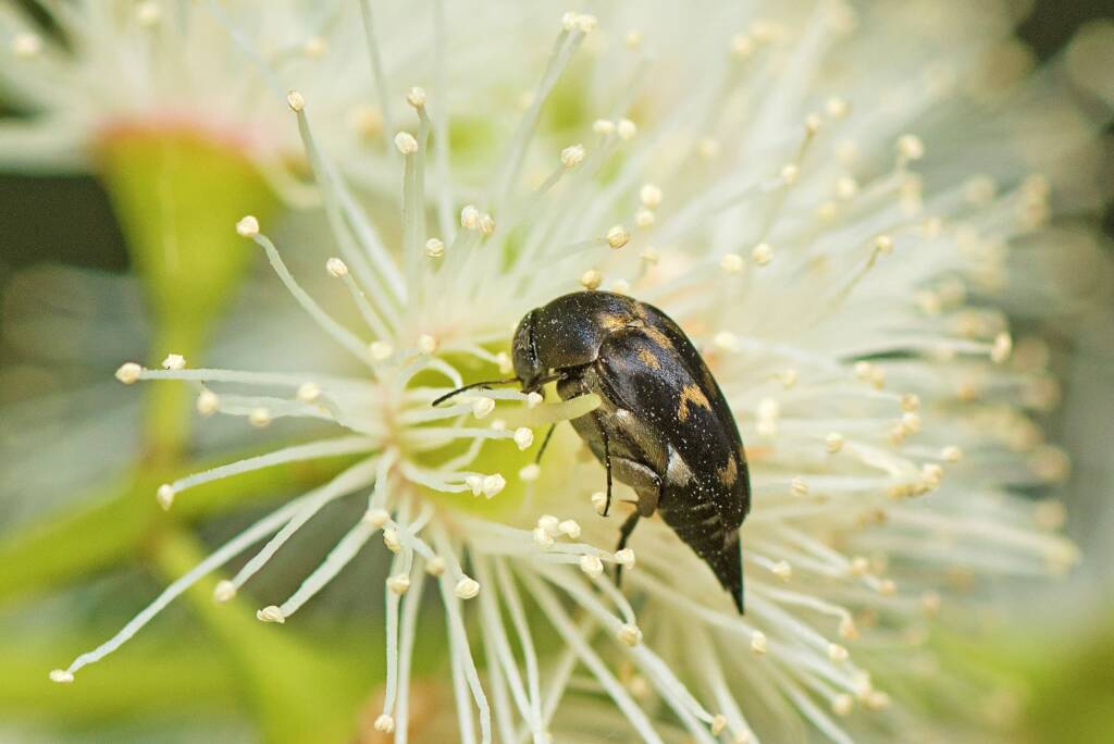 Mordella sydneyana (Pintail Beetle), Nudgee QLD © Tony Eales