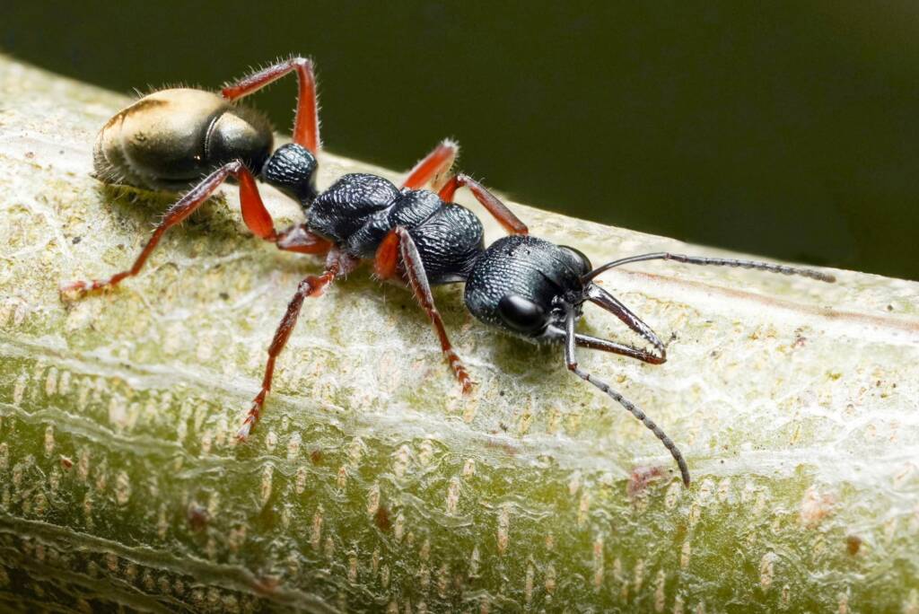 Myrmecia fulvipes (Tawny-legged Jack Jumper Ant), Eurobodalla Regional Botanic Gardens NSW © Phil Warburton