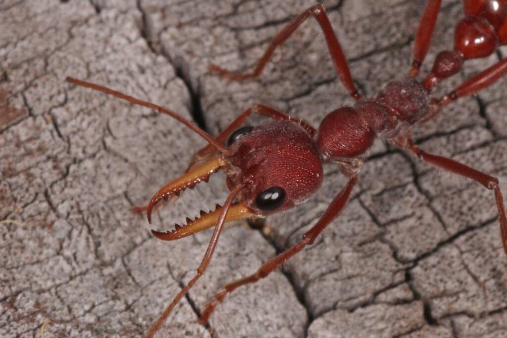 Myrmecia gulosa (Bull Dog Ant) 20130407 Ballandean QLD © Marc Newman