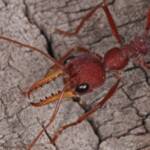 Myrmecia gulosa (Bull Dog Ant) 20130407 Ballandean QLD © Marc Newman