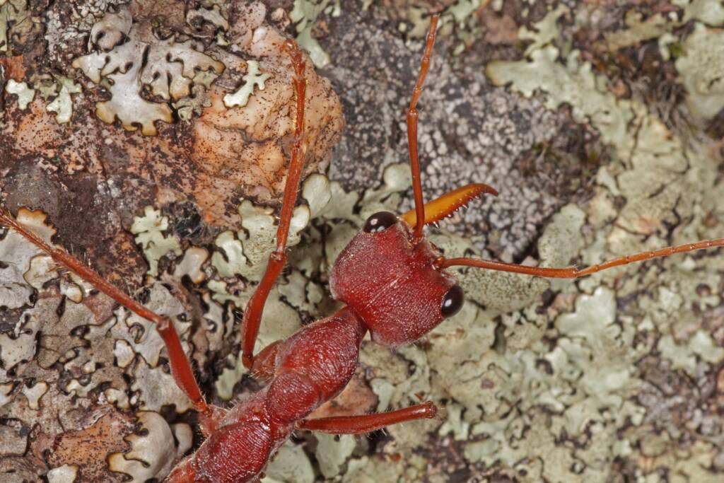 Myrmecia gulosa (Bull Dog Ant) 20130407 Ballandean QLD © Marc Newman