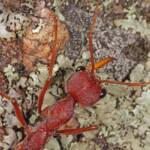 Myrmecia gulosa (Bull Dog Ant) 20130407 Ballandean QLD © Marc Newman