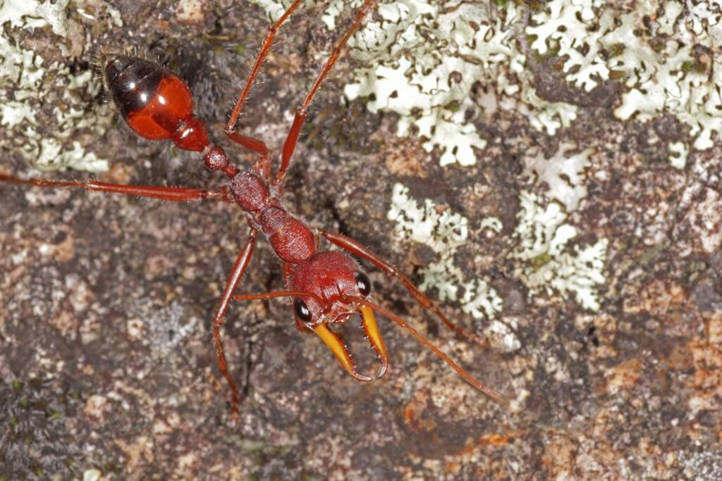 Myrmecia gulosa (Bull Dog Ant) 20130407 Ballandean QLD © Marc Newman