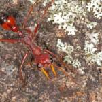 Myrmecia gulosa (Bull Dog Ant) 20130407 Ballandean QLD © Marc Newman