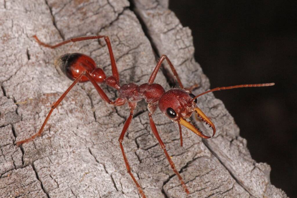 Myrmecia gulosa (Bull Dog Ant) 20130407 Ballandean QLD © Marc Newman