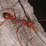 Myrmecia gulosa (Bull Dog Ant) 20130407 Ballandean QLD © Marc Newman