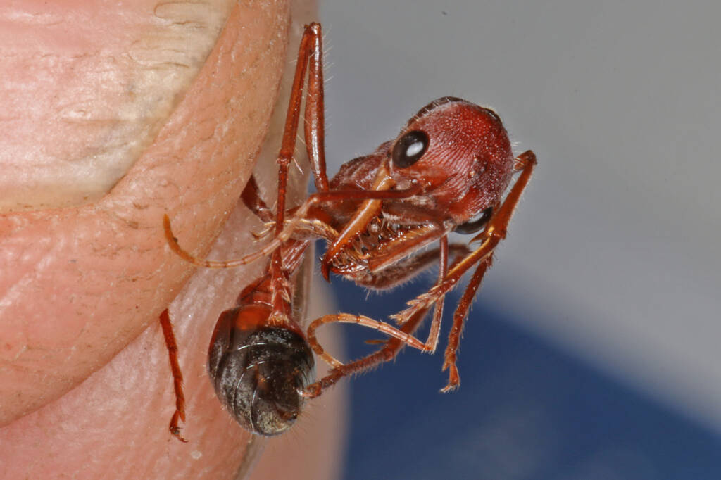 Myrmecia gulosa (Bull Dog Ant), Ballandean QLD © Marc Newman
