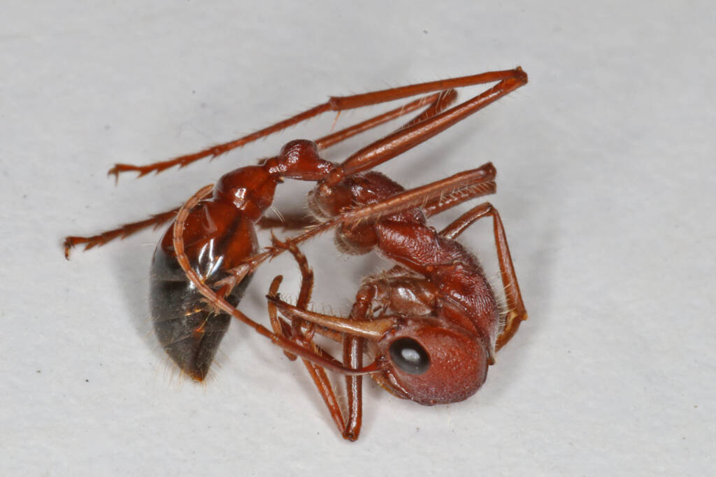 Myrmecia gulosa (Bull Dog Ant), Ballandean QLD © Marc Newman