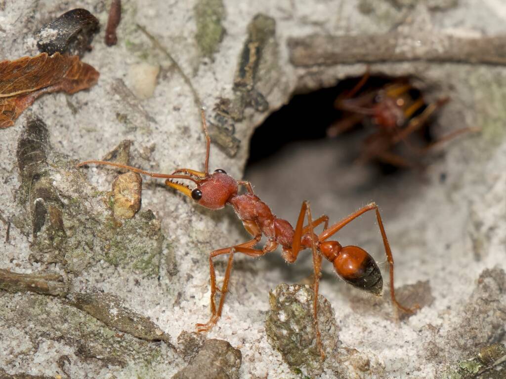 Red Bull Ant (Myrmecia gulosa), Hyams Beach NSW © Phil Warburton