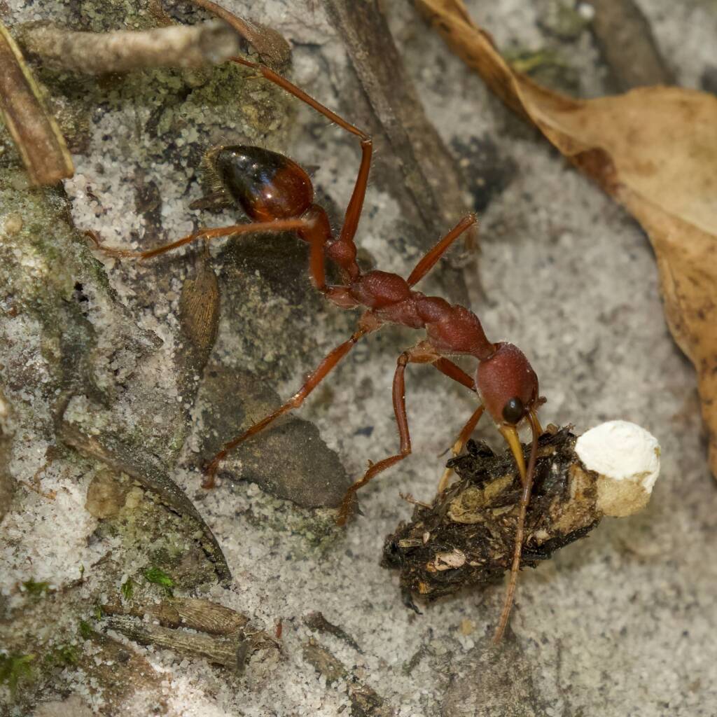 Red Bull Ant (Myrmecia gulosa), Hyams Beach NSW © Phil Warburton