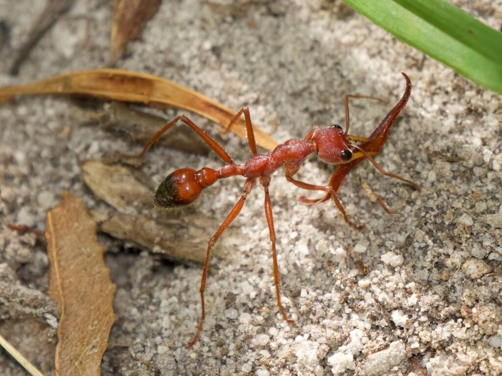 Red Bull Ant (Myrmecia gulosa), Hyams Beach NSW © Phil Warburton