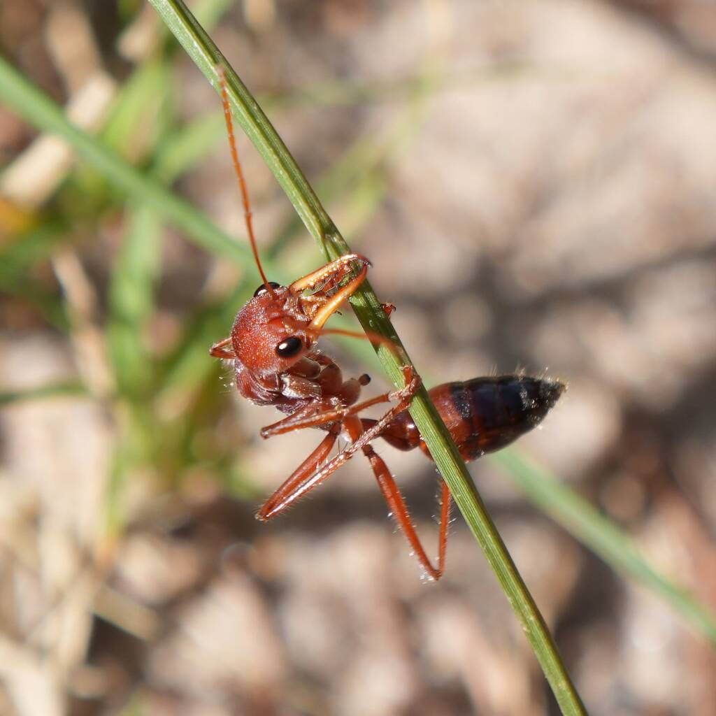 Myrmecia gulosa (Red Bull Ant), Broulee - Mossy Point NSW © Phil Warburton