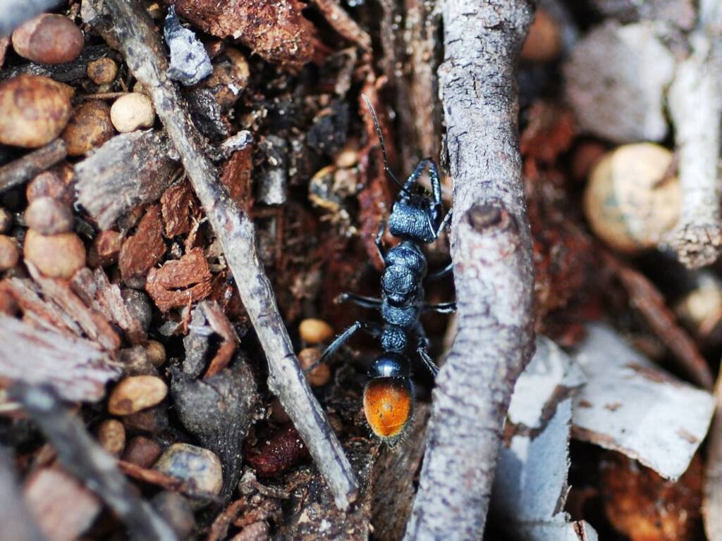 Myrmecia mandibularis, Julimar State Forest WA © Jean and Fred Hort
