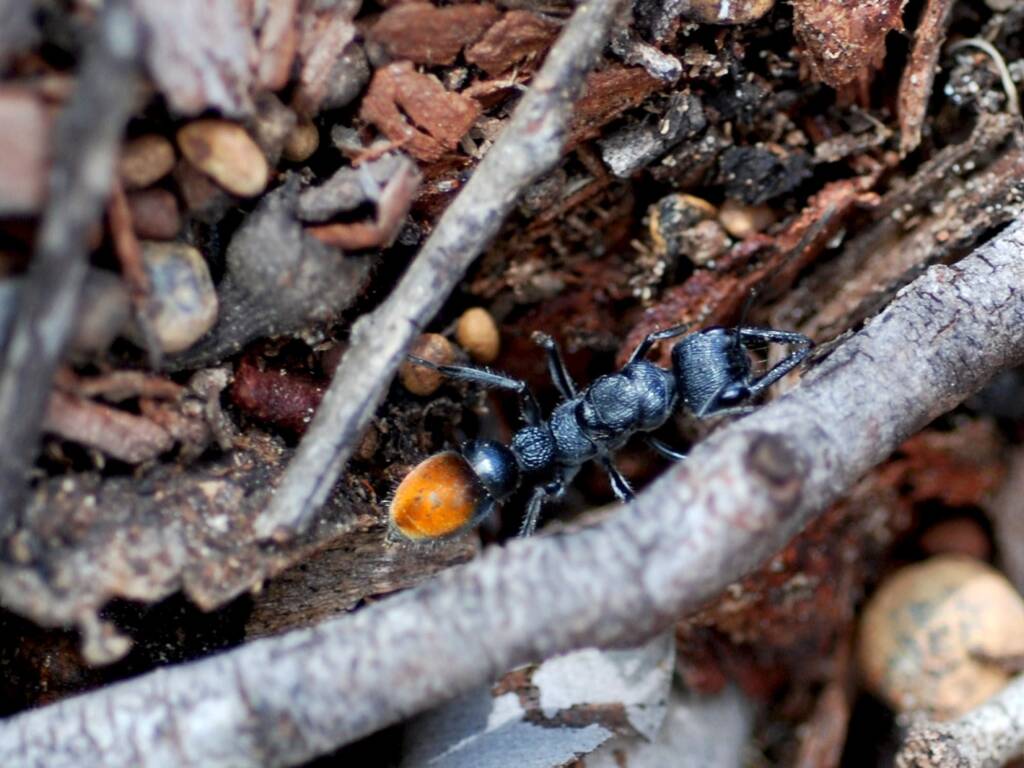 Myrmecia mandibularis, Julimar State Forest WA © Jean and Fred Hort
