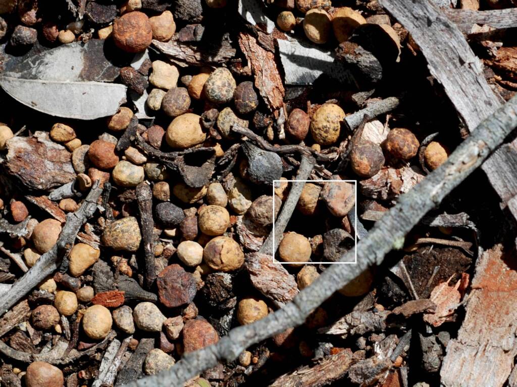 Myrmecia mandibularis disappeared into this hole in the ground, Julimar State Forest WA © Jean and Fred Hort