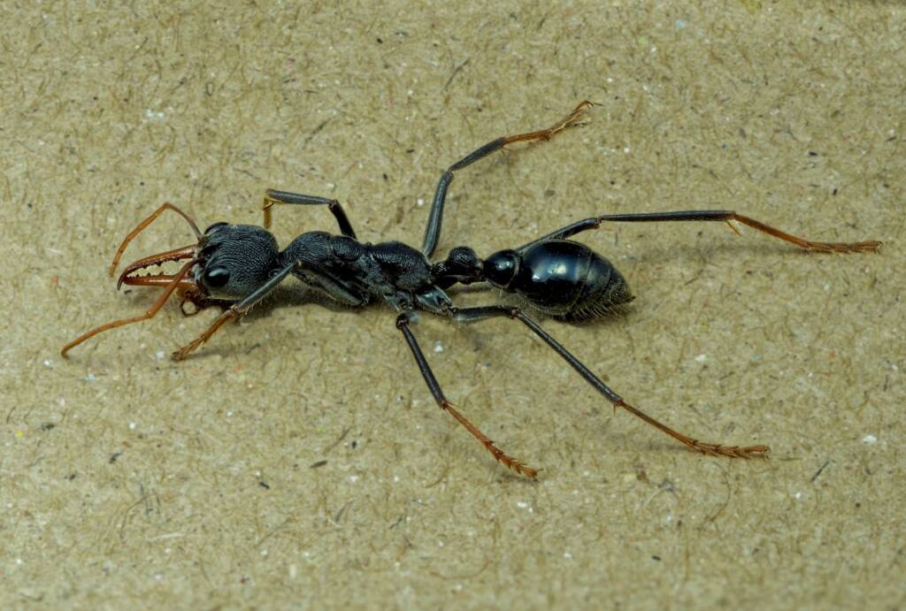 Myrmecia simillima (Australian Red Bull Ant), Eurobodalla Regional Botanic Gardens NSW © Phil Warburton