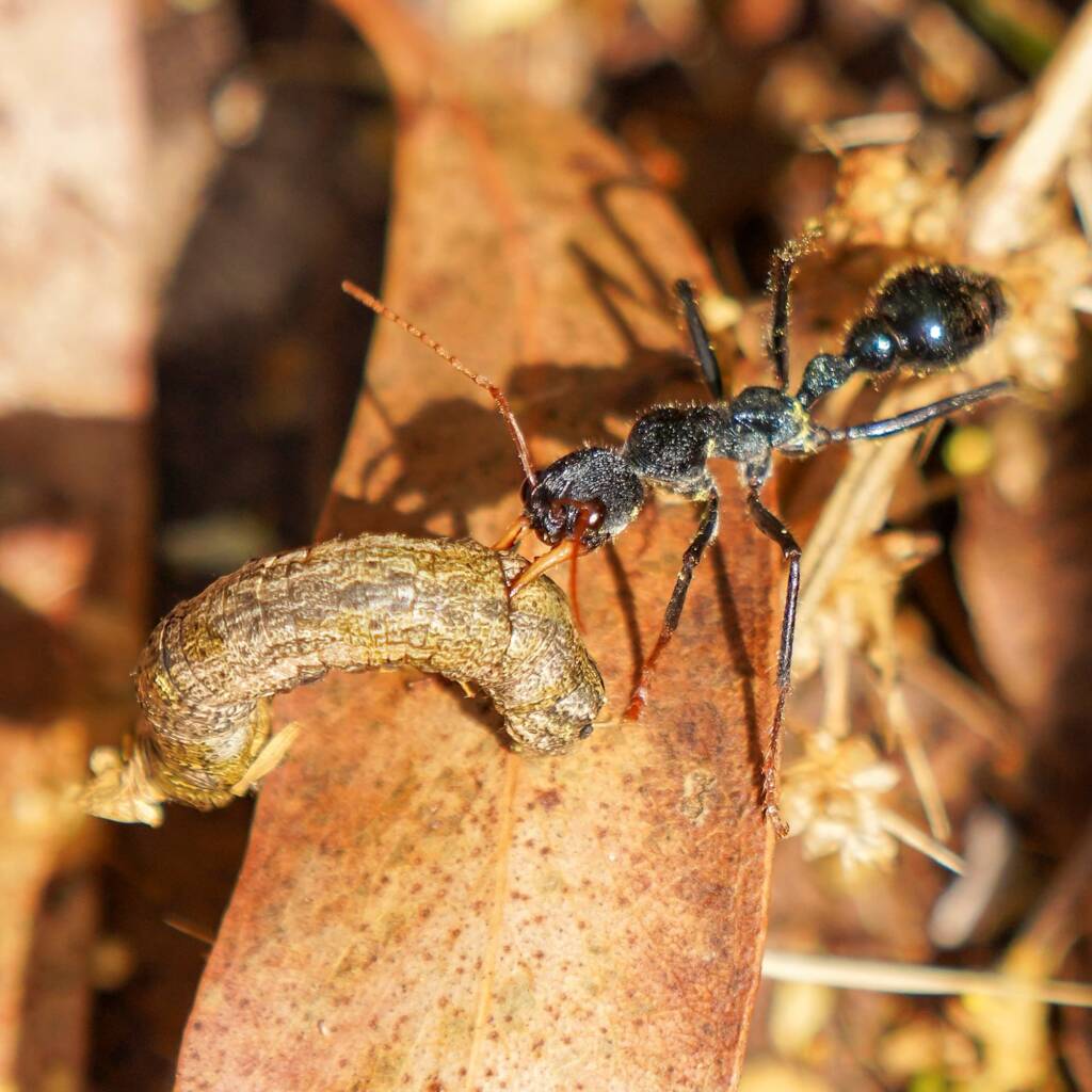Myrmecia tarsata (Australian Jumper Ant), Tidbinbilla Nature Reserve ACT © Phil Warburton