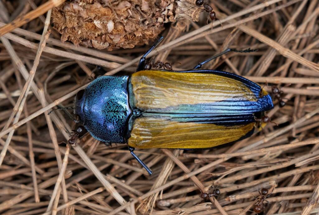 Notoncus gilberti feeding on Temognatha suturalis, South Ulladulla NSW © Phil Warburton