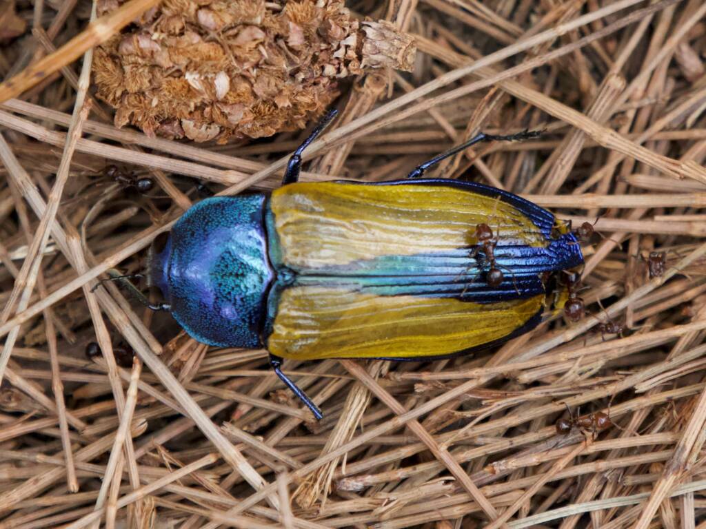 Notoncus gilberti feeding on Temognatha suturalis, South Ulladulla NSW © Phil Warburton