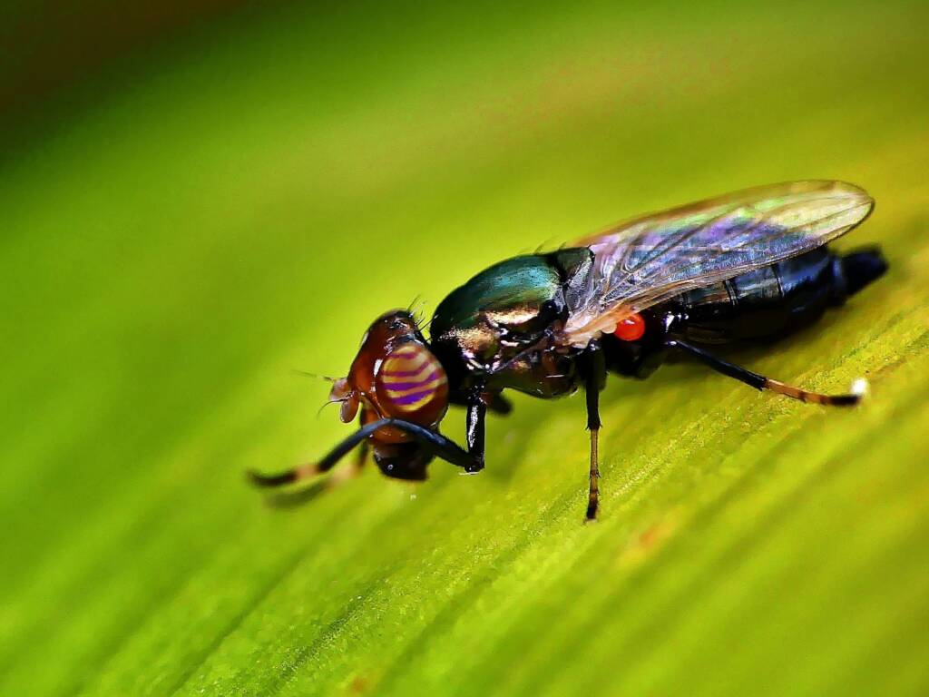 Physiphora alceae (Picture-winged Fly), Adelaide SA © Marianne Broug