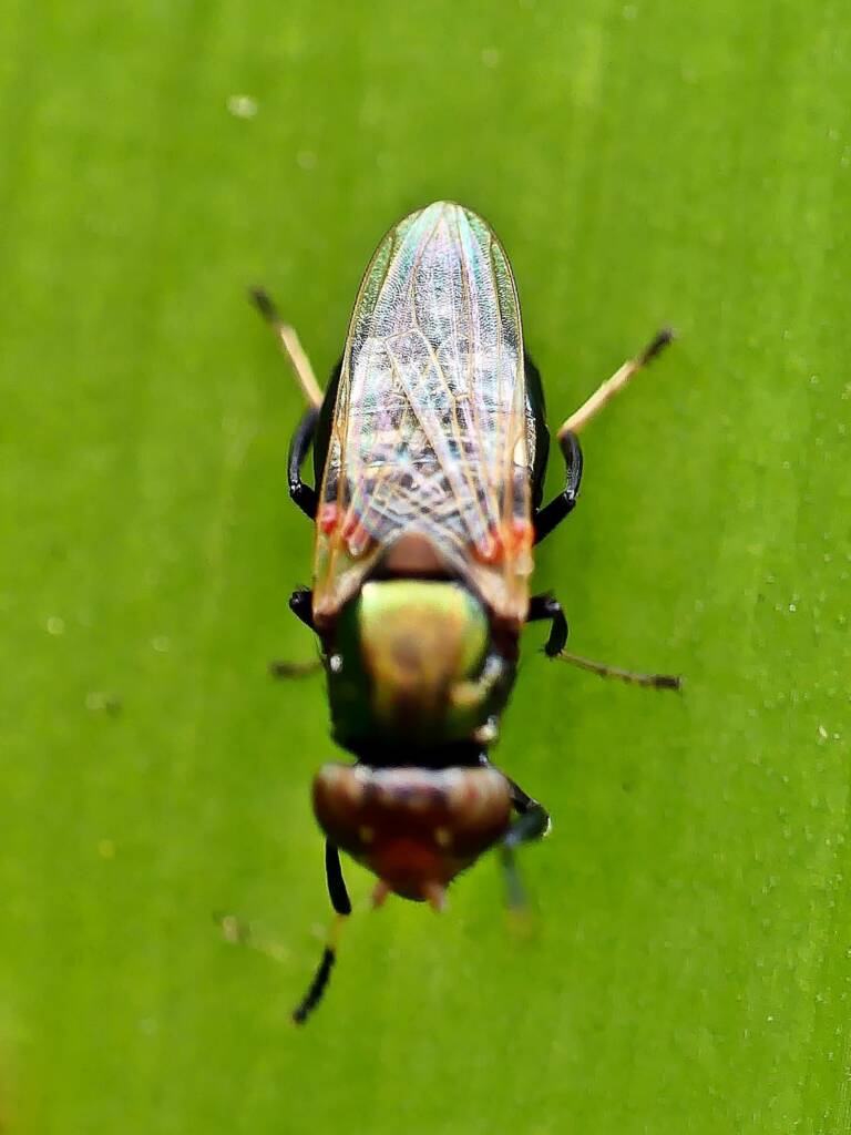 Physiphora alceae (Picture-winged Fly), Adelaide SA © Marianne Broug
