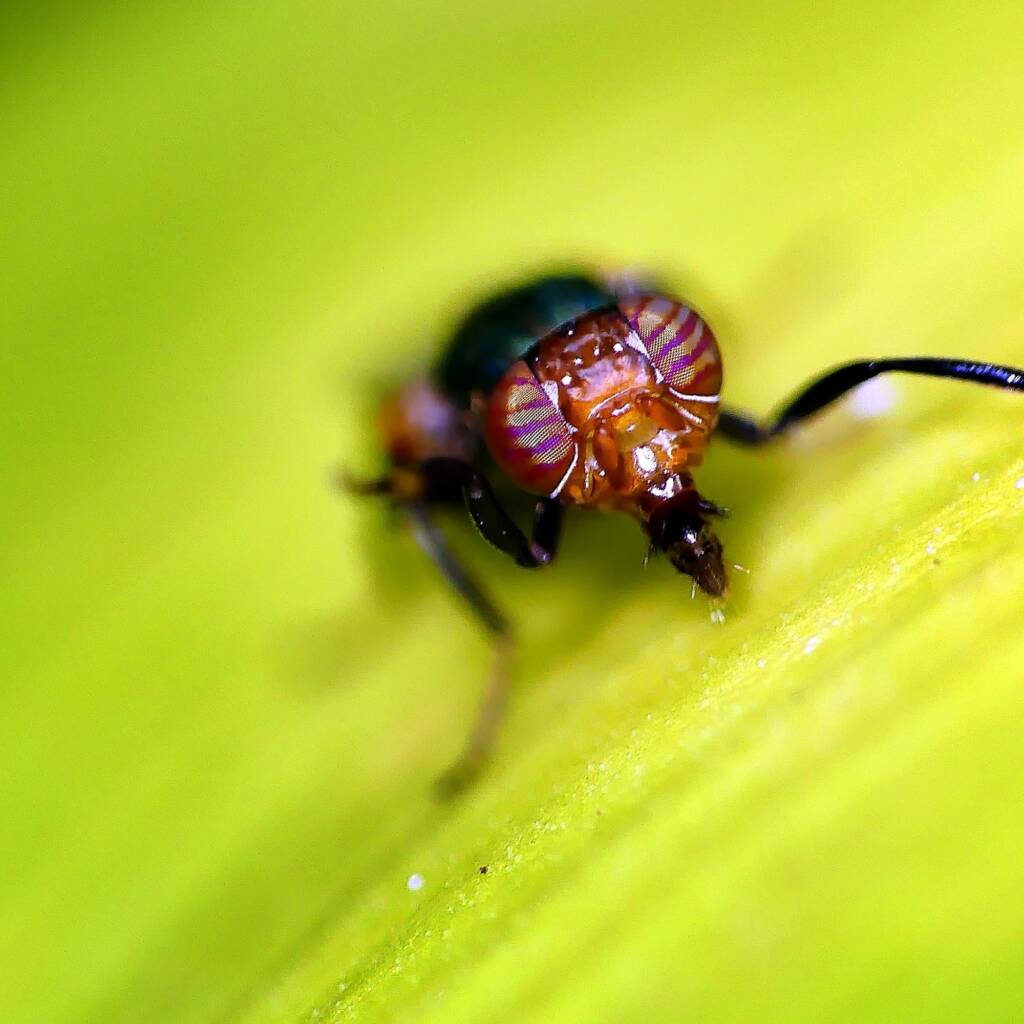 Physiphora alceae (Picture-winged Fly), Adelaide SA © Marianne Broug