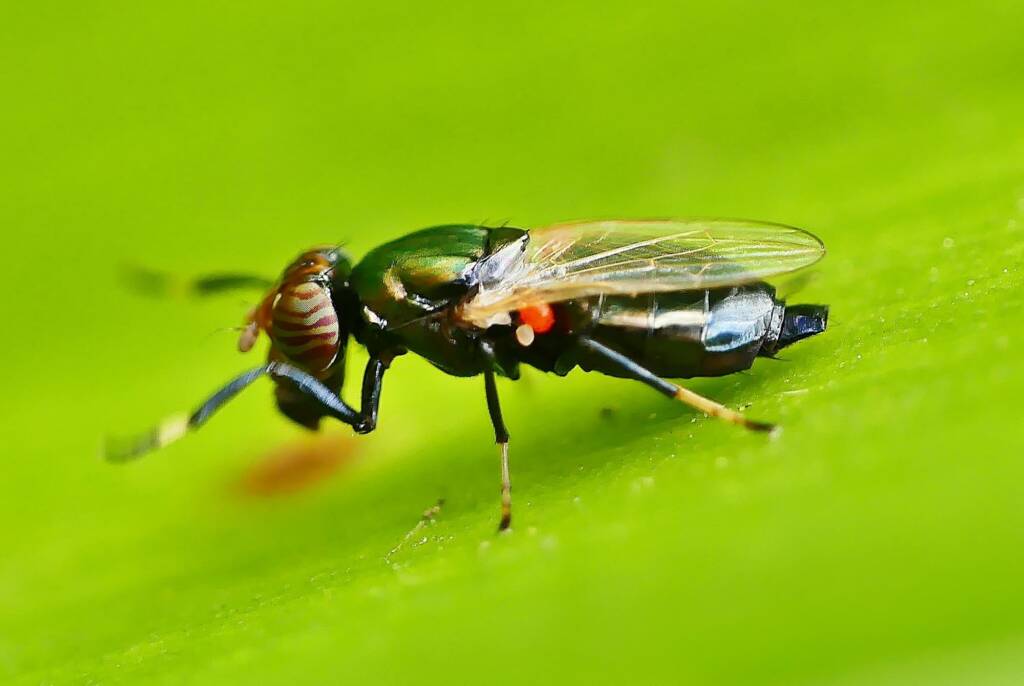 Physiphora alceae (Picture-winged Fly), Adelaide SA © Marianne Broug