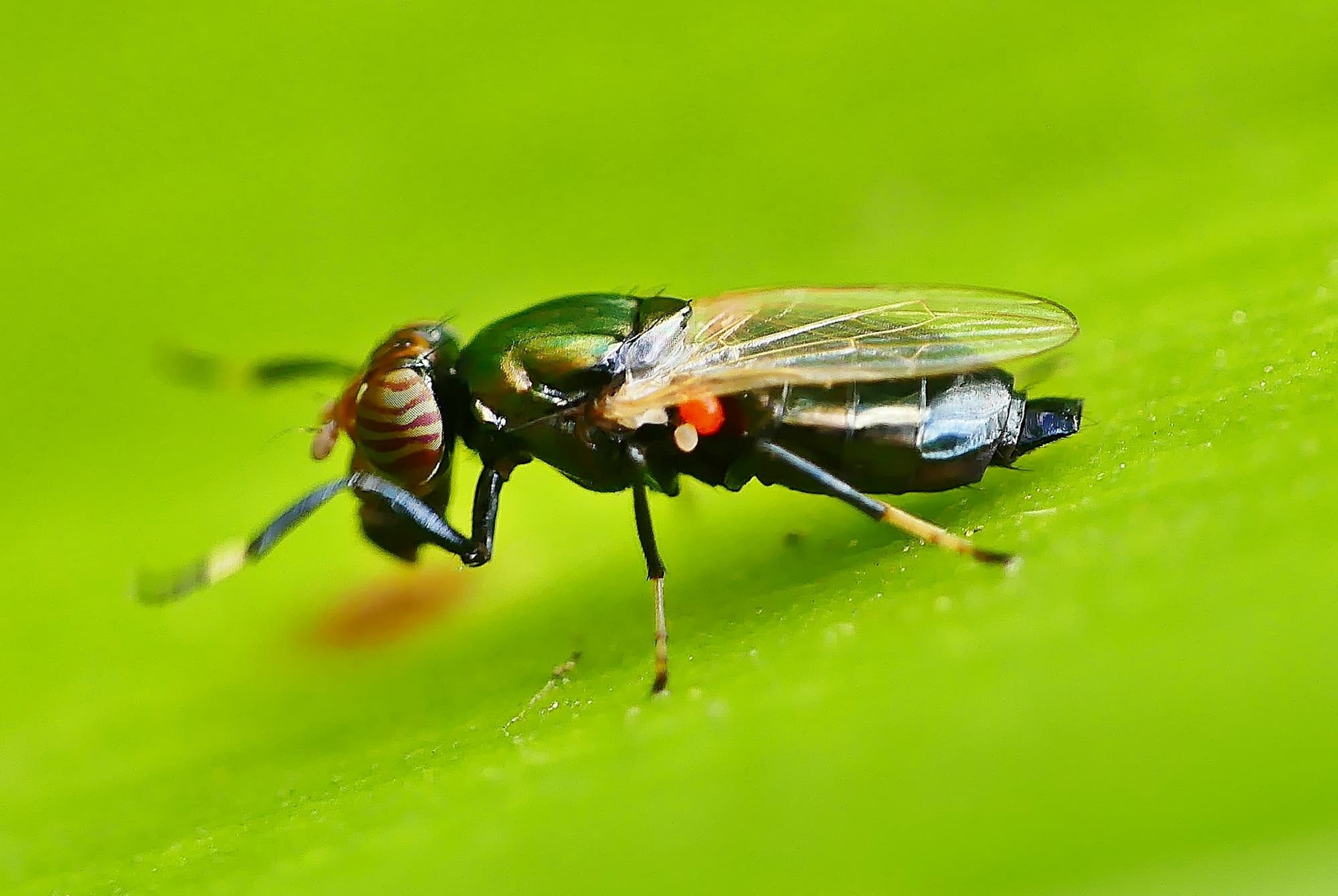 Physiphora alceae (Picture-winged Fly), Adelaide SA © Marianne Broug