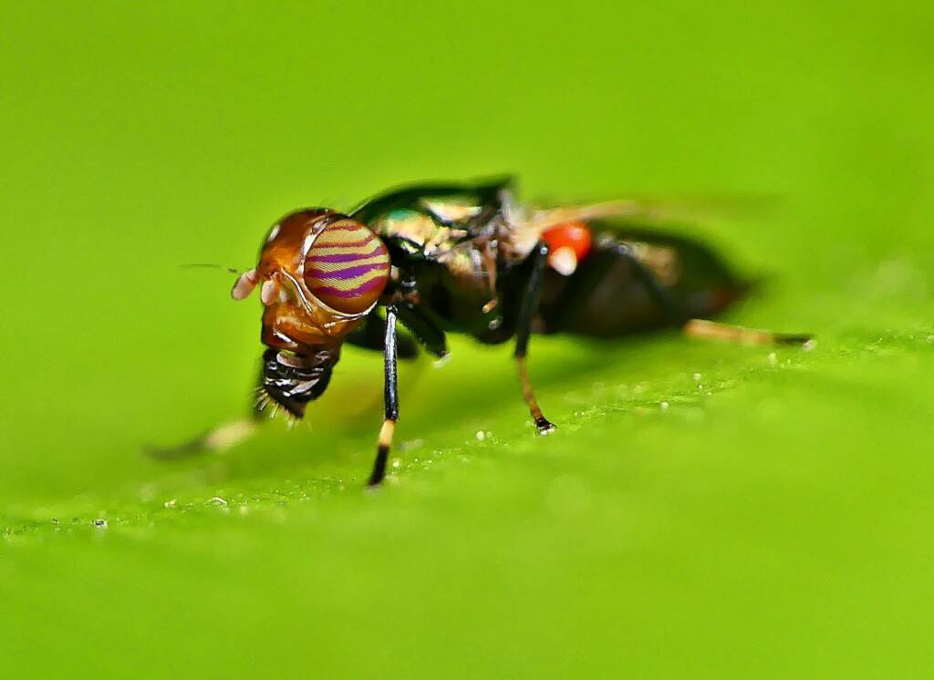 Physiphora alceae (Picture-winged Fly), Adelaide SA © Marianne Broug