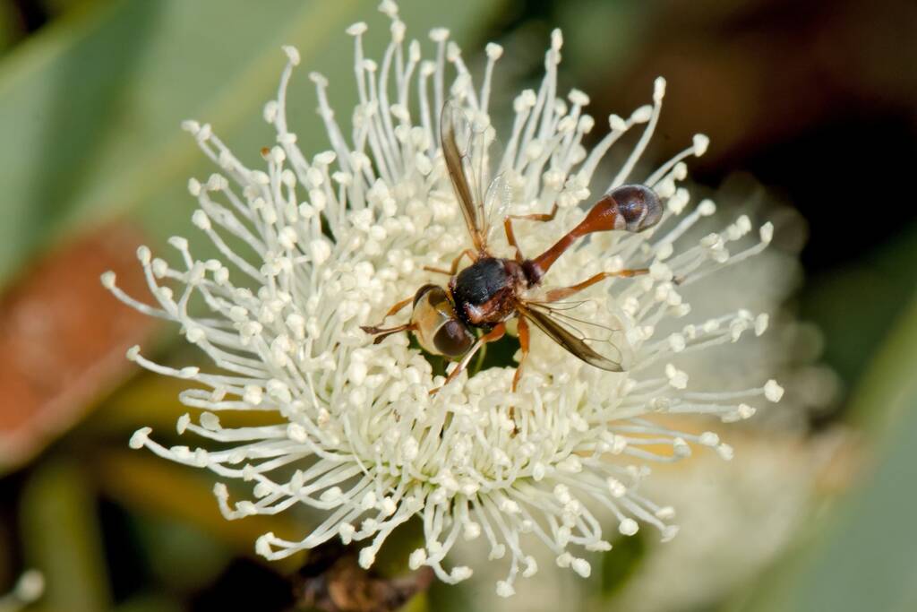 Physocephala australiana feeding on Eucalyptus todtiana, Swan View WA © Jean and Fred Hort