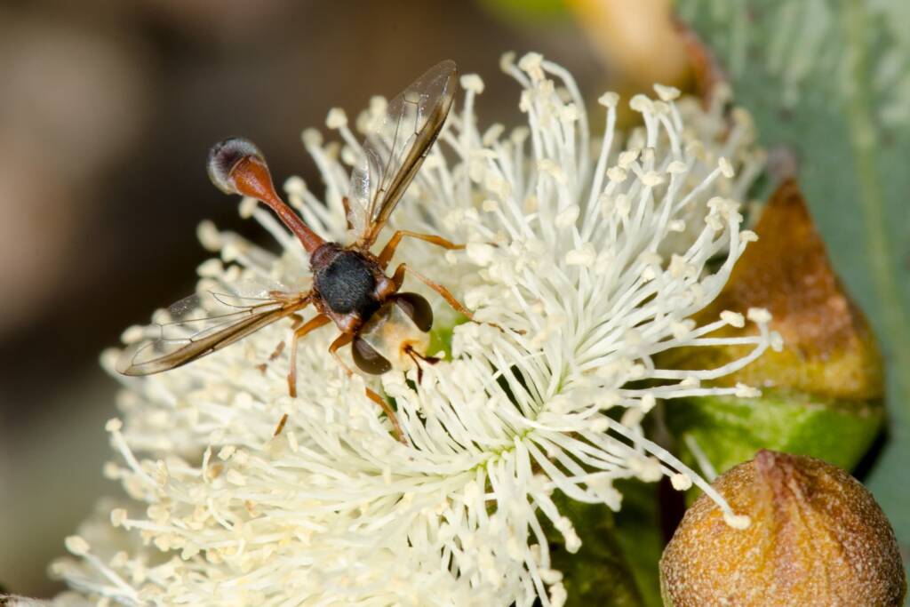 Physocephala australiana feeding on Eucalyptus todtiana, Swan View WA © Jean and Fred Hort