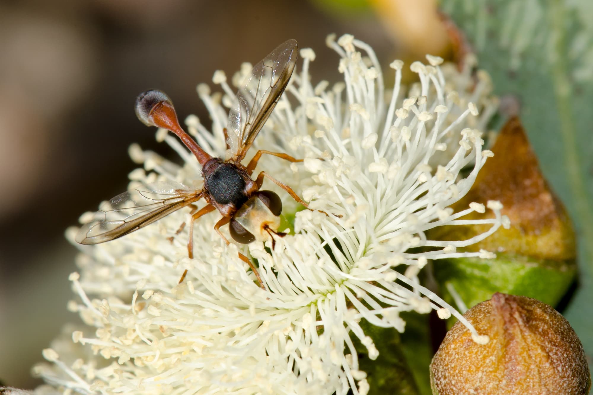 Physocephala australiana feeding on Eucalyptus todtiana, Swan View WA © Jean and Fred Hort