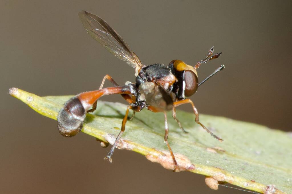 Physocephala australiana, Bullsbrook Nature Reserve WA © Jean and Fred Hort