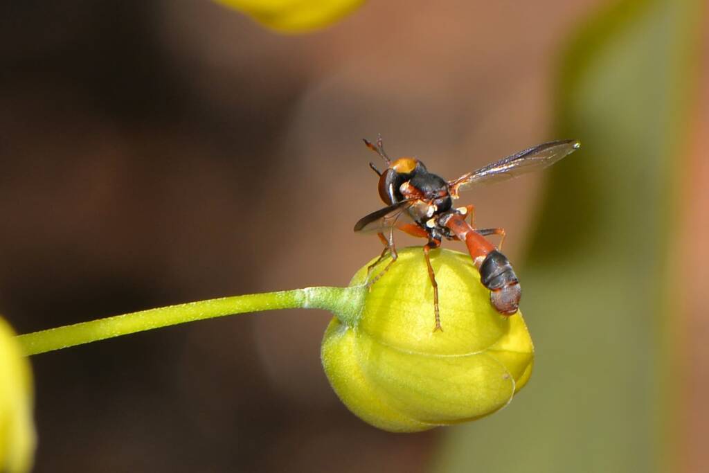 Physocephala australiana, Swan View WA © Jean and Fred Hort