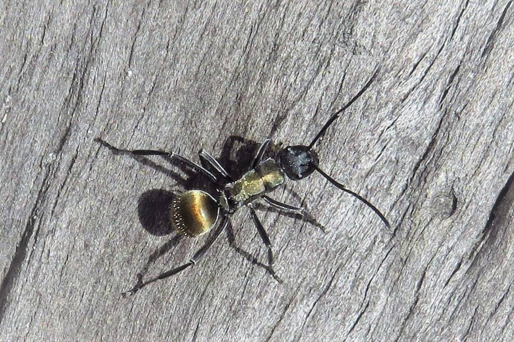 Polyrhachis ammon (Golden-tailed Spiny Ant), Wallaga Lake NSW © Deb Taylor