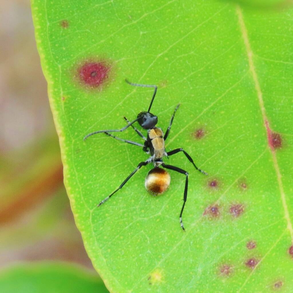 Polyrhachis ammon (Golden-tailed Spiny Ant), Bega Valley NSW © Deb Taylor