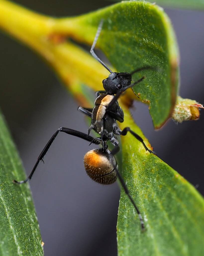 Polyrhachis ammon (Golden-tailed Spiny Ant), Moruya NSW © Phil Warburton