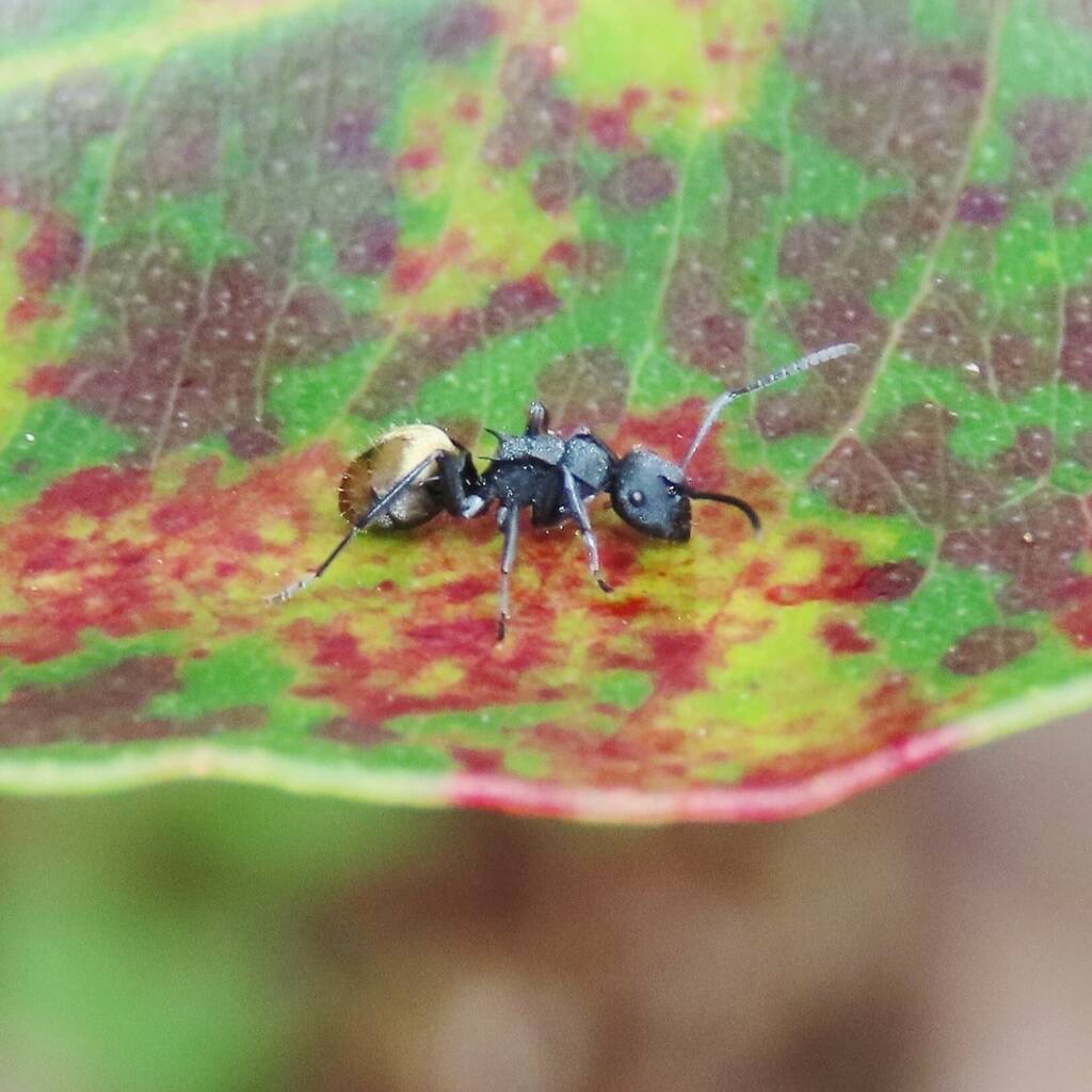 Polyrhachis erato, Wallaga Lake NSW © Deb Taylor