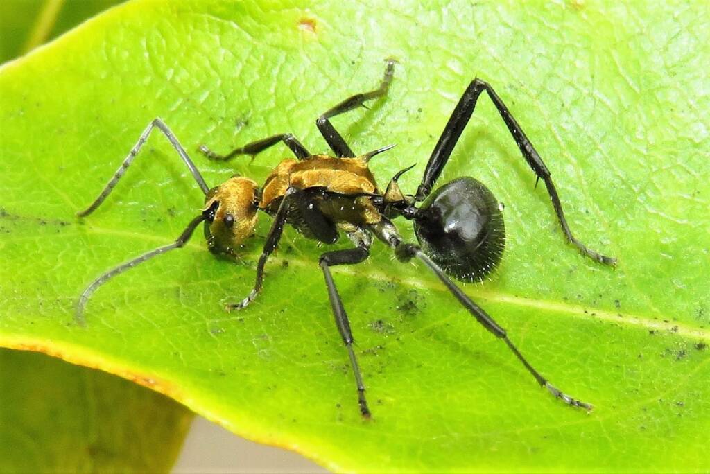 Polyrhachis semiaurata, Wallaga Lake NSW © Deb Taylor