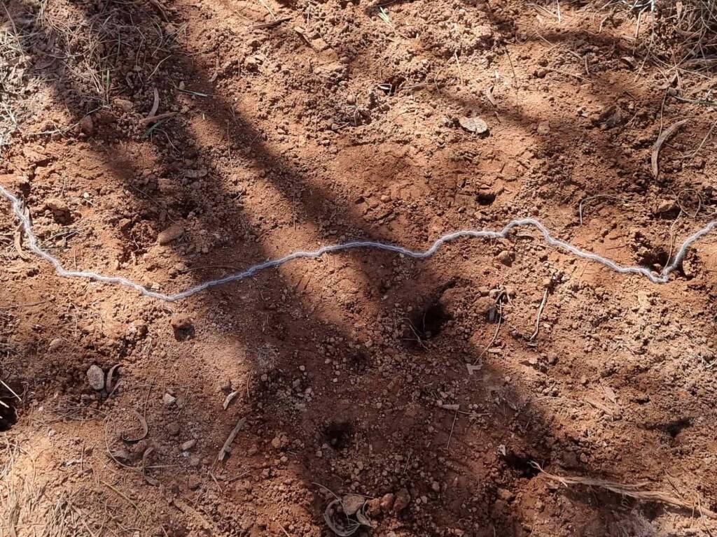 Processionary Caterpillar, Alice Springs Desert Park NT