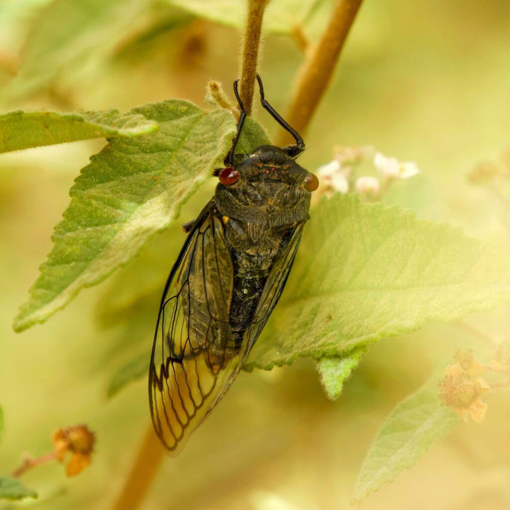Redeye Cicada (Psaltoda moerens), Eurobodalla Regional Botanic Gardens NSW © Phil Warburton