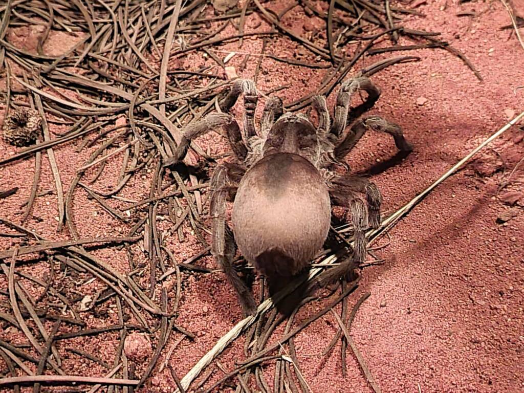 Barking Spider (Selenocosmia stirlingi), Alice Springs Desert Park NT