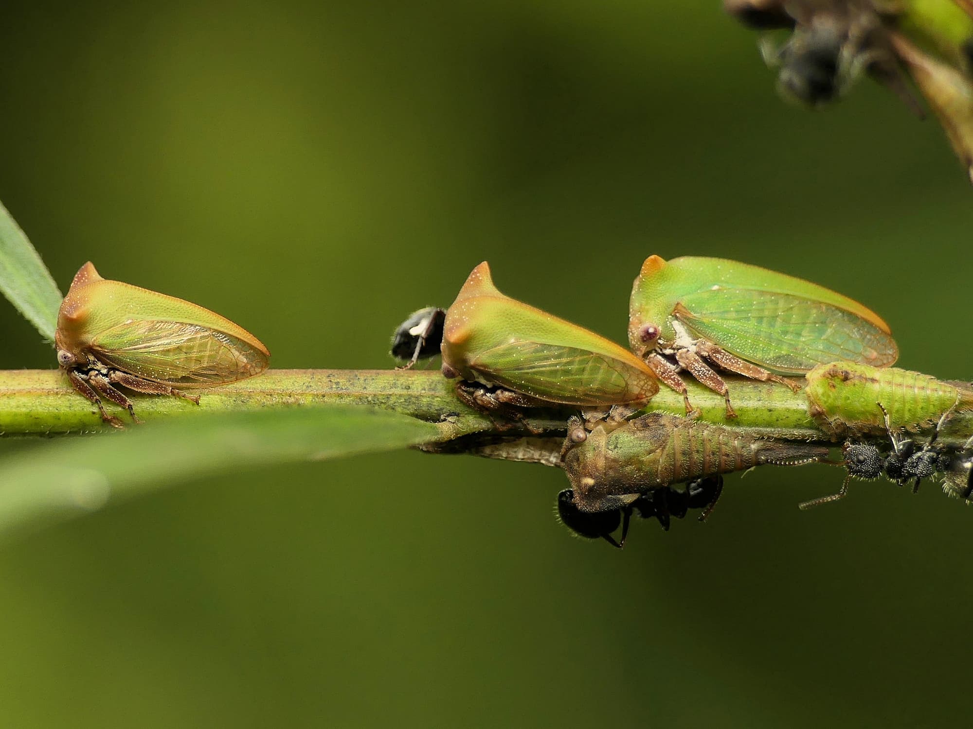 Green Treehopper (Sextius virescens), Gold Coast QLD © Stefan Jones