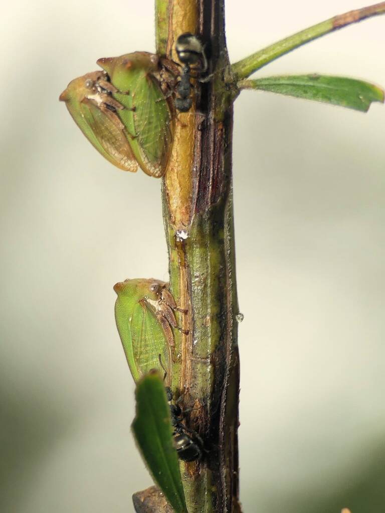 Green Treehopper (Sextius virescens), Gold Coast QLD © Stefan Jones