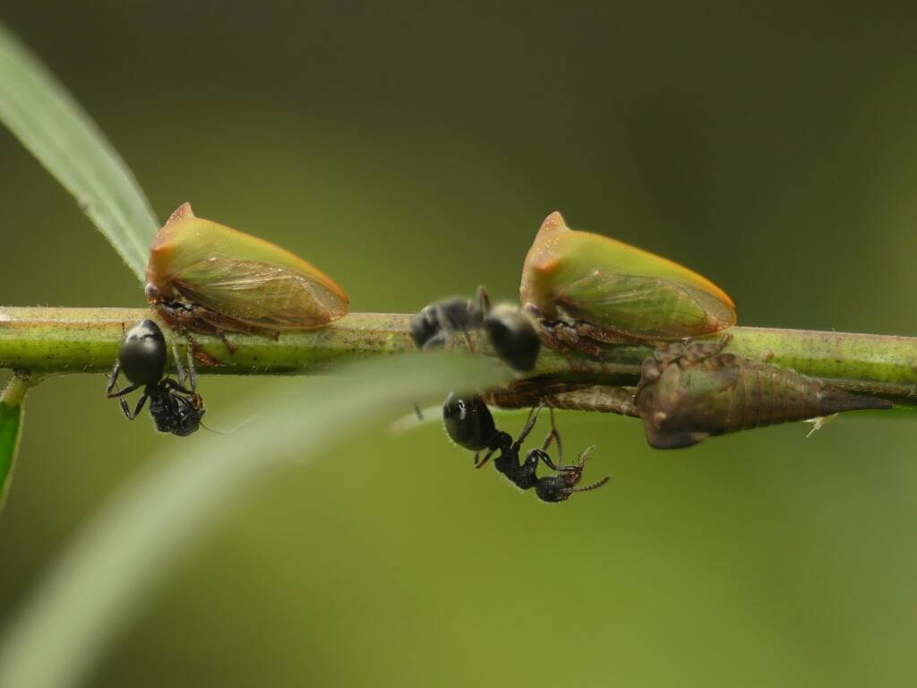 Green Treehopper (Sextius virescens), Gold Coast QLD © Stefan Jones